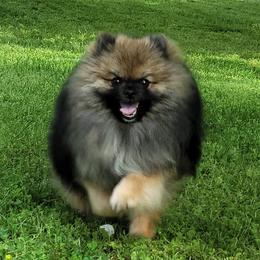 Valyrian - Pomeranian