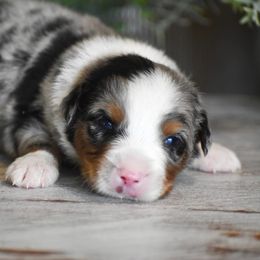 Dallas - Blue merle male Miniature Australian Shepherd puppy in Lowgap, North Carolina from Baileys Mini Aussies
