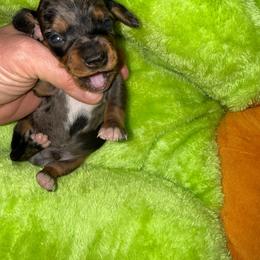 Slinky - Dapple male Dachshund puppy in Williston, Florida from Teenie Weenie Dachshunds