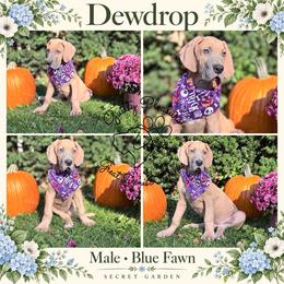 Dewdrop - Blue male Great Dane puppy in Norton, Ohio from Guilty Pleasure Great Danes & Frenchies