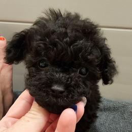 Marlin - Black male Poodle puppy in Mapleton, Utah from Caboodles Of Poodles