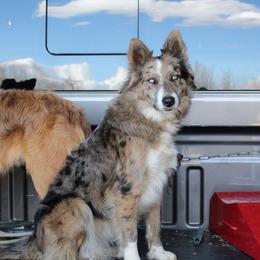 Jinx - Border Collie