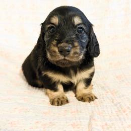 Violet - Black and cream female Dachshund puppy in Sylvania, Alabama from Yancey’s Doxies