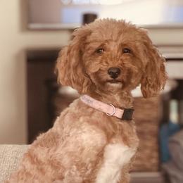Anna - Goldendoodle