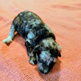Mimosa - Blue merle female Aussiedoodle puppy in Sparta, Missouri from Sis' Doodles & Poodles