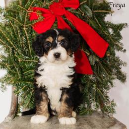 Freya - Tri-color female Bernedoodle puppy in Factoryville, Pennsylvania from North Mountain Doodles
