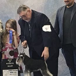 Miniature Schnauzers from Lauren Ivascu