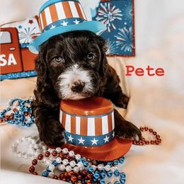 Australian Labradoodle Puppies from Cajun Land Doodles
