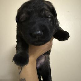 Daki - Sable female German Shepherd puppy in Columbus, Georgia from Blue Phoenix Shepherds