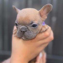 Athena - Blue fawn female French Bulldog puppy in Homestead, Florida from Haus of Molls