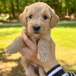 Clover - Apricot female Goldendoodle puppy in Kenansville, North Carolina from J+A Family Doodles