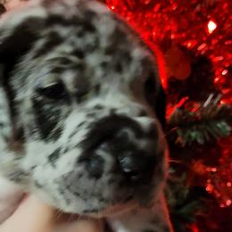 Boy 6 - Great Dane puppy in Gonzales, Louisiana from Anstatt House Of Danes