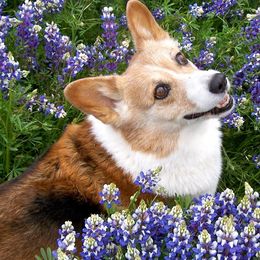 Pembroke Welsh Corgis from Potter Farm Corgis