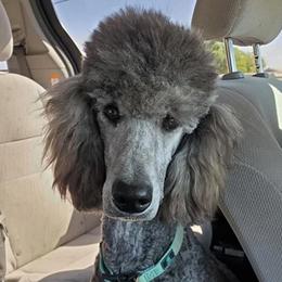 Roxie - Poodle