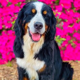 Cinder - Bernese Mountain Dog