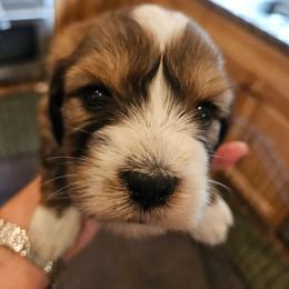 Bashful - Sable male Tibetan Terrier puppy in Dorena, Oregon from West Coast Tibetans