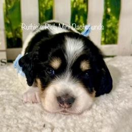 Noah - Black and cream male Dachshund puppy in Lakeland, Florida from Ruthie’s Rich Mini Dachshunds