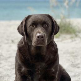 Taffy - Labrador Retriever