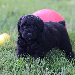 Peter - Black male Whoodle puppy in West Bend, Iowa from Blue Skies Terriers