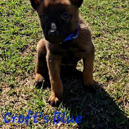 Croft's Blue - Mahogany male Belgian Malinois puppy in Berry, Alabama from North River k9