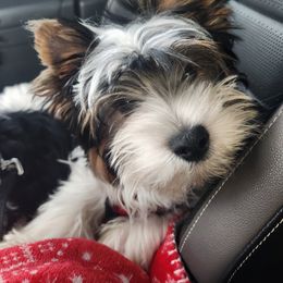 Bradley - Black tan and white male Biewer Terrier puppy in Spotsylvania Courthouse, Virginia from Donna's Biewer Terriers