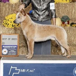 Skyler  - Australian Cattle Dog