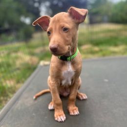 Peach's Litter - Chestnut male Pharaoh Hound puppy in Vancouver, Washington from Nefer-Temu Pharaoh Hounds