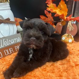 Baxter - Liver male Miniature Schnauzer puppy in Grayson, Kentucky from Seventh Heaven Schnauzers