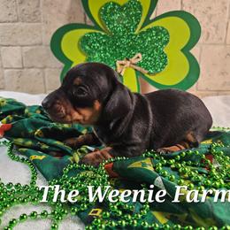 Boy 2 - Black and tan male Dachshund puppy in Fritch, Texas from The Weenie Farm