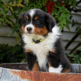 Janis - Black tri female Miniature American Shepherd puppy in Kalama, Washington from Lone Pine Miniature American Shepherds