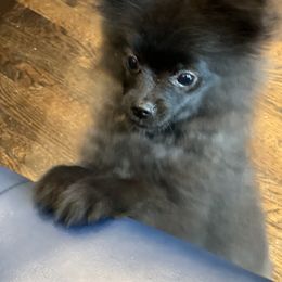 Pomeranian Puppies from Somos Pomeranians | Selectively Bred Puppies