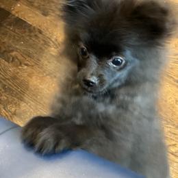 Pomeranian Puppies from Somos Pomeranians | Selectively Bred Puppies