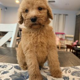 Rusty - Apricot male Goldendoodle puppy in Macclenny, Florida from Baker County Goldendoodles