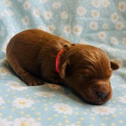Red Collar - Red  male Goldendoodle puppy in Denison, Iowa from Violet View Iowa Goldendoodles