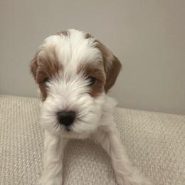 Marshall (Red) - Blenheim male Cavapoo puppy in West Haven, Utah from Harper Haven Cavapoos & Doodles
