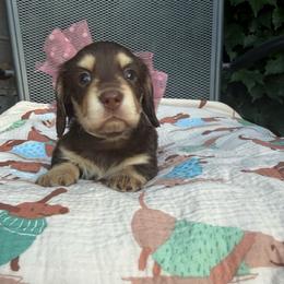 Girl 3 - Chocolate and cream female Dachshund puppy in Manteca, California from Sweet and Low Dachshunds