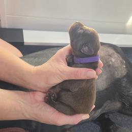 Purple Collar - Chocolate male Labrador Retriever puppy in Shrewsbury, Massachusetts from Inna's Labrador Retrievers