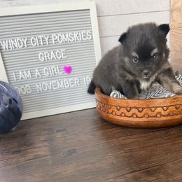 Grace - Black and white female Pomsky puppy in Long Grove, Illinois from Windy City Pomsky