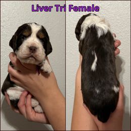 Purple Female - Liver white and tan female English Springer Spaniel puppy in Crockett, Texas from LL Gun Dogs, LLC