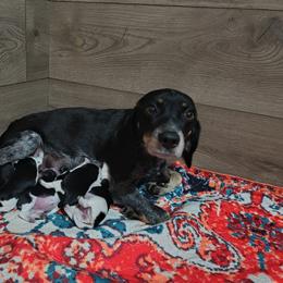 Basset Hound and Beagle Puppies from Orange Mountain Basset Hounds & Beagles