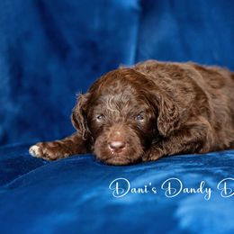 Bean - Brown and white male Aussiedoodle puppy in Roebuck, South Carolina from Dani's Dandy Doodles