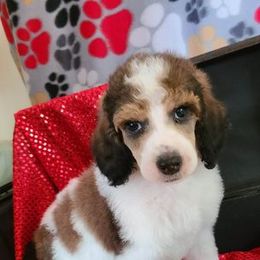 Poodle Puppies from My Buddies Puppies