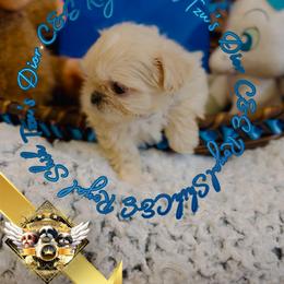 Chihuahua and Shih Tzu Puppies from C&E Royal Shih Tzu