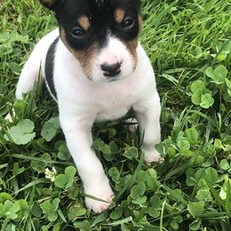 Rat Terrier Puppies from Mary ann Whipple's Rat Terriers