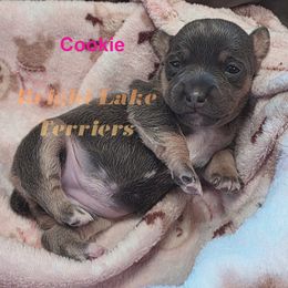 Cookie - Blue and white female Teddy Roosevelt Terrier puppy in Milaca, Minnesota from Bright Lake Terriers
