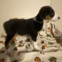 Miniature American Shepherd Puppies from Harbor View Mini American Shepherds