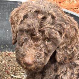 Gray Collar Boy - Brown male Poodle puppy in Colorado Springs, Colorado from Pikes Peak Doodles