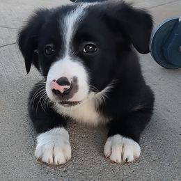 Black Diamond - ABCA - Black and white female Border Collie puppy in Bixby, Oklahoma from Bond Border Collies