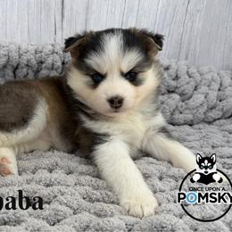 Elphaba - Black and white female Pomsky puppy in Eastman, Georgia from Once Upon A Pomsky