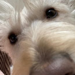 Thor - Scottish Terrier